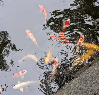 Koi @ Tsurugaoka Hachimangu